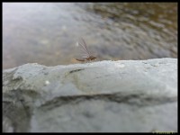 /album/natur-und-landschaft-2013-teil-1/img-20130406-154119-1-jpg/