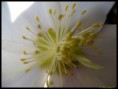 /album/natur-und-landschaft-2012-teil-1/sany0026-1-jpg/