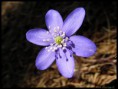 /album/natur-und-landschaft-2012-teil-1/sany0027-1-jpg/